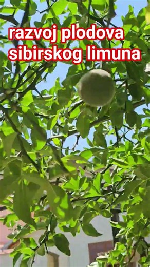 Razvoj plodova sibirskog limuna #pruning #fruitcutting #fruit #fruits #agriculture #agro #nature