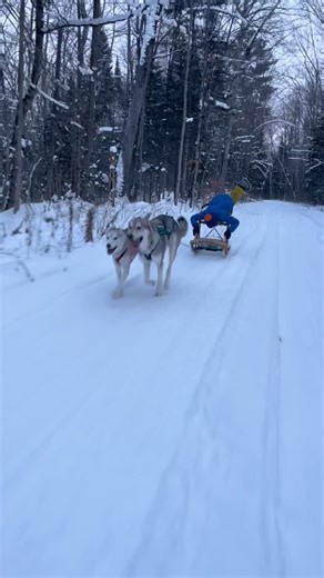 Next time you’re upside down pretend it was on purpose and do a graceful pose at the end 😜🤣 ⏩This is what happens when you get your kids into mushing as babies: they feel so at home on a sled they have to add some acrobatic moves 😅 Go outside and have fun! ☺️ | Northbound Huskies