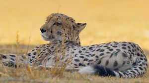 A Cheetah Takes Down an Impala After a Dramatic Chase | Watch online at WTTW.com