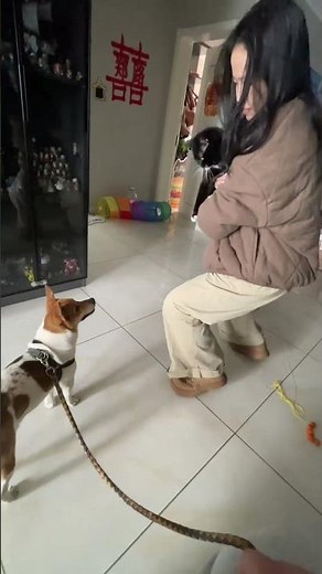 Cat slaps dog during introduction in Hebei, China