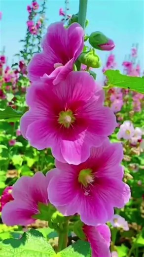 #sadsong #shortvideo 🥺🥺