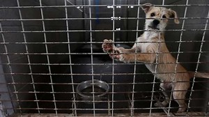 New Texas law bars animal cruelty offenders from owning animals for 5 years