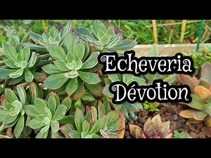 Echeveria Devotion | Repotting and Propagating #echeveriadevotion #echeveria #zone9garden