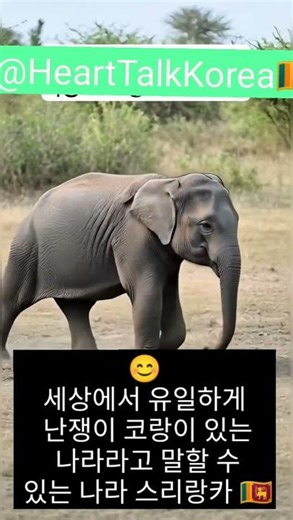 😊The Pygmy Elephant of Sri Lanka 🇱🇰 #스리랑카 #elephant #korean #motivation #동기부여 #srilanka #힐링 #short