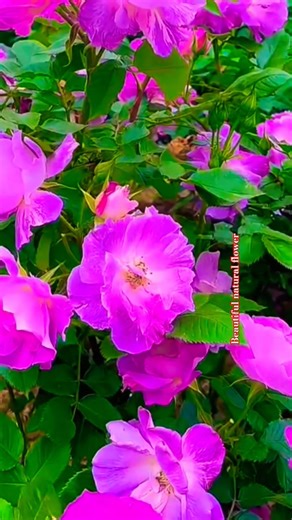 Garden tour and flower plants #terracegardenindia #flowers #nature #rose