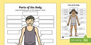 Parts of the Body A4 French Labeled Reference Sheet
