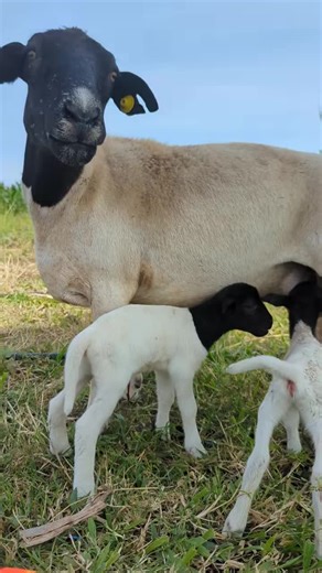 #dorpersheep #farmlife #business #trendingvideo #naivashatiktokers