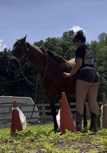 Understanding Horse Abuse in Equestrian Sports