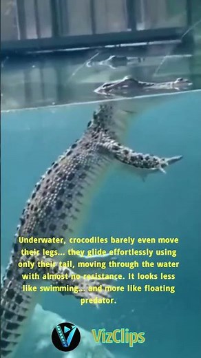 How Crocodiles Really Swim Underwater