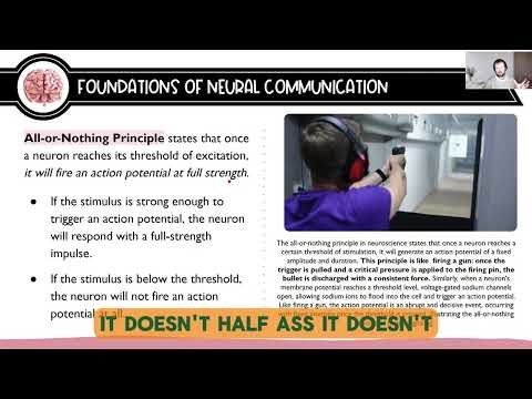 AP Psych: 1.3 The Neuron and Neural Firing