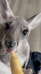 ALERT‼️ New kangaroo baby rescue ☀️ Warning - you may get baby fever with this sweet girl 🥹💕 | Blue Hills Ranch