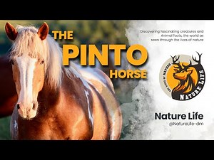 🌟 The Pinto Horse: Nature's Breathtaking Canvas | Discover Equine Artistry and Grace 🐎✨ #pintohorse