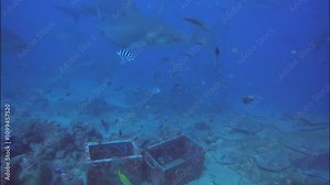 Shark diving in Fiji, bull sharks and lots of marine life