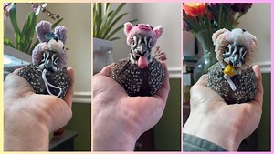 Which hat is your favorite? | Fat Hen Farms