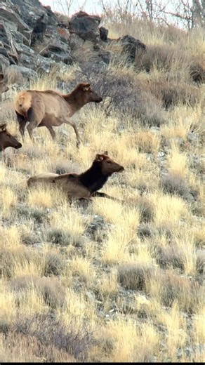 David on Instagram: "Down, definitely not out! She bounced back up, got her feet under her and was gone!!! Tracked her straight up hill for a mile until we couldn’t go anymore. Hopefully she’ll show herself again and the hunter can get the job done. I’ve guided elk hunters for almost 40 years and in my opinion one of the most common mistakes hunters make is aiming to high. Aim for the lower third. Comments? @kapturegear #elk #elkhunting #cowelk #utah #kapturegear"