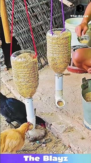 Smart Way to Feed Chickens Using Plastic Bottle | Easy Poultry Feeding Idea
