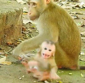 22K views · 667 reactions | Super Crying Shaking Head Rolling Baby Hybrid Monkey Angry Mom | Monkey Daily TV | Facebook