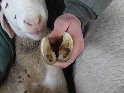 Hoof Care In Sheep