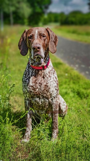 Discover the German Short-Haired Pointer