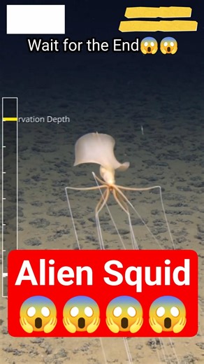 RARE VIDEO PART 32 | ALIEN SQUID CAUGHT ON CAMERA #shorts #trending #rarevideos