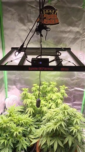 2 Photos and 1 Auto 🌱 #shorts #indoorplants #homegarden #spiderfarmer