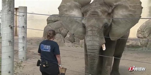 Topeka Zoo provides update on elephant Tembo after companion’s death