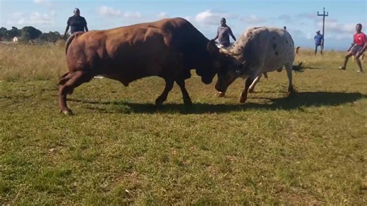 Iyalwa Inyakanyaka mayithandile | Mncwabuhlehlile Innocent