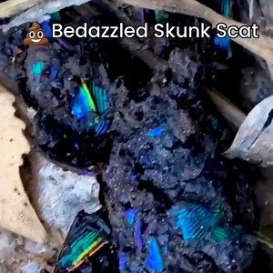 This is likely the prettiest 💩 you've ever seen: Bedazzled skunk scat. The artist? The gastrointestinal system of a skunk on the banks of the San Pedro River in Arizona, near the U.S.-Mexico border. The media? The shimmering, metallic exoskeletons of carnivorous insects called fiery searcher beetles (Calosoma scrutator). Just by coincidence, skunks and fiery searcher beetles can both defend themselves with scent glands that release fluid with a strong, musky odor. See more wild and weird news i