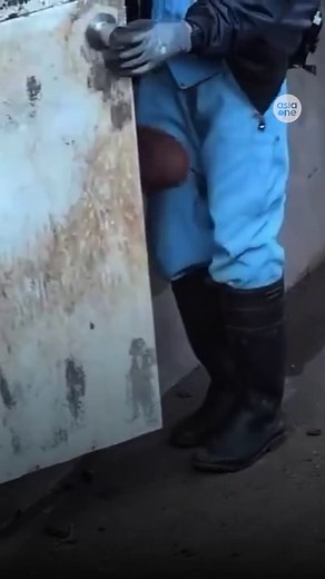 Give Punch his chou-chou back :( Abandoned at birth, Punch the baby monkey relies on a plush toy as a surrogate mother. The Ikea Djungelskog orangutan plushie has since become a viral hit and is now sold out in Singapore. #punch #japan #monkey #zoo