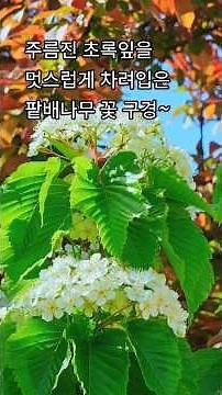 주름진 초록잎을 멋스럽게 차려입은 팥배나무 꽃 구경하세요~#팥배나무꽃#힐링자연