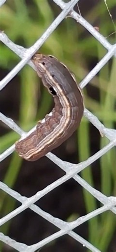 Yellow-striped Armyworm caterpillar #caterpillar #bugs #gardenpests
