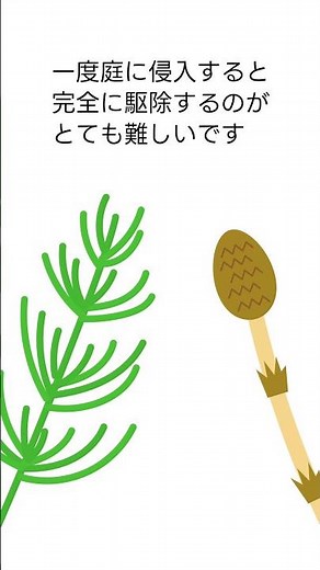 地獄草と呼ばれる強力雑草スギナの駆除方法！#スギナ#防草シート#防草シートドットコム