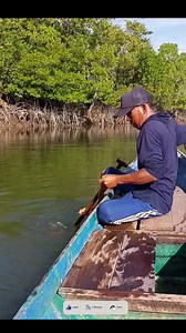 1.4M views · 16K reactions | #Grouper #bumblebeefish | Roy Fishing Berau | Facebook