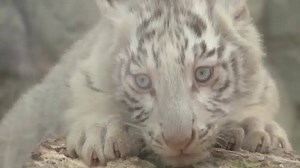 Add some cuteness to your morning: Four blue-eyed white tiger cubs were introduced to the public for the first time today at a Japanese zoo. http://cbsn.ws/1J7b8Qf | CBS Evening News