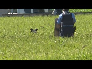 Bear shot dead in rice field...appears in residential area (shooting scene)