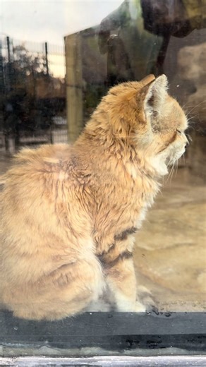 Meet Toast: The Sand Cat with the Perfect Resting Cat Face