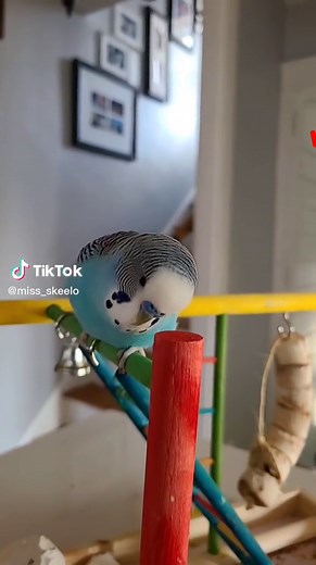 Budgie Singing Compilation: Happy Sounds and Chirps