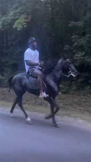 Precision Equine Breeding on Instagram: "🔥 Standing at Stud – Tap Dance 🔥 World’s Fastest Two-Year-Old Singlefooting Stallion 📌 Tap Dance (Shorty Lo x Nikki) • Coal black stallion • 15 hands • Trotter/Pacer bred • Exceptional temperament 🏆 Proven Winner – Multiple Titles! • 2-Year-Old Singlefooting Champion (multiple shows) • Ultimate Singlefooting Champion • Men’s Best Gaited Singlefooting Champion • Speed Racking Singlefooting Champion • Reserve Champion at 29 M