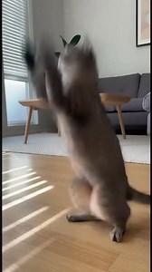 Ninja Cat Does a Backflip! 🥋🙀 Caught on CCTV