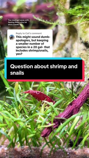 Adding Shrimp and Snails to Your Aquarium