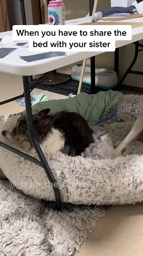 And the drama queen of the year award goes to….the pouting Flappasaurus Rex. #funnydogs #dogskit #dogskits #comedy #dogcomedy #boxerdogs #australianshepherd #whiteboxer #dogtrend #dogmeme #dogactor | Layla the Boxer