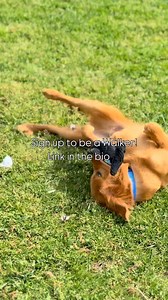 Every step we take helps a rescue dog move closer to their forever home. Sign up to be a Walker today from the link in bio🐾 | Homeward Bound Golden Retriever Rescue & Sanctuary, Inc.