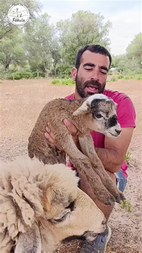 🐑NACIMIENTO OVEJA MERINA DE GRAZALEMA🐑 🐑Hoy nos ha nacido un precioso borrego de una de nuestras ovejas merinas de Grazalema. 💚Raza autóctona andaluza en peligro de extinción. 🥛Única raza de oveja en Andalucia de producción lechera. #ovejamerinadegrazalema #oveja #nacimiento #animales #fabula