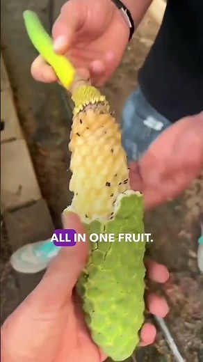 Where to Find & How to Eat Monstera Fruit Safely