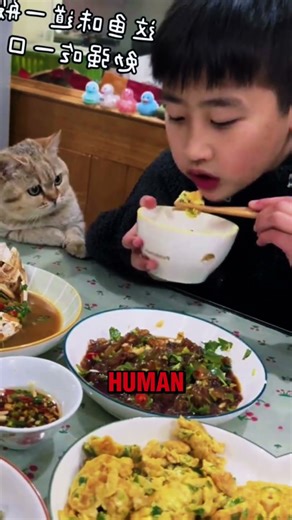 Cat always stare at fish 🐟 #animation #funny #shorts #Meme #cats #puppy #cat #Viral #funny