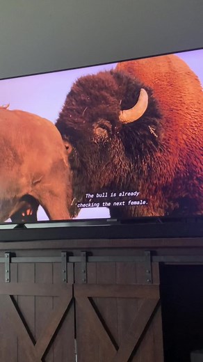 Fudgefalcon (@fudgefalcon)’s videos with original sound - Fudgefalcon