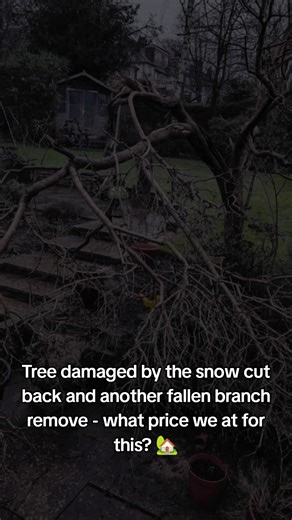 Tree Care: Managing Damage from Heavy Snow