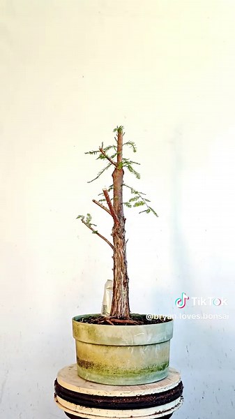 Bald Cypress #bonsai just getting started 🌳🌞🌳