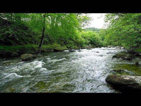 Calming River Sounds for Sleep, Study & Relaxation | ASMR Nature Ambience 🌿💧