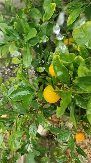 An idea for shooting a slow-motion video of water flowing onto an orange tree using a dish.